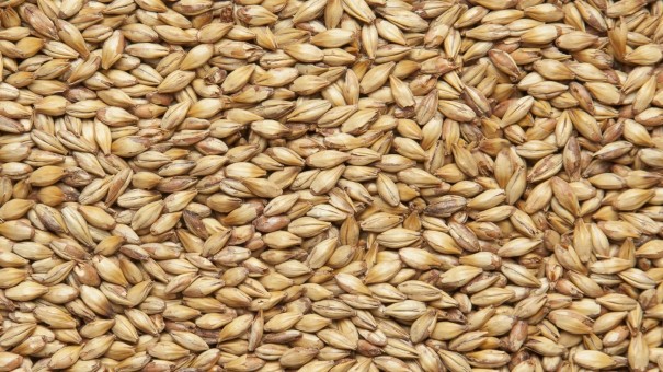 Солод Шато Кара Голд (Cara Gold) 120 EBC  Солод Шато Кара Голд (Cara Gold) 120 EBC