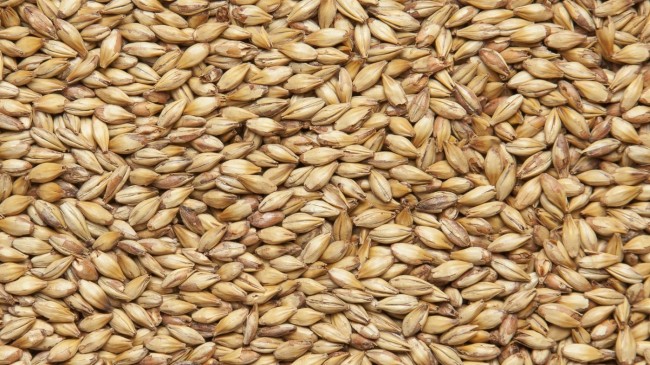 Солод Шато Кара Голд (Cara Gold) 120 EBC 