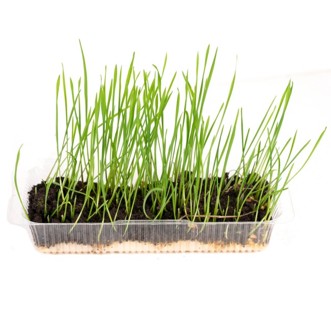 Ячмень  Ячмень