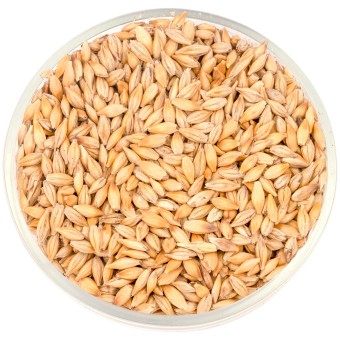 Ячмень  Ячмень