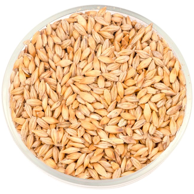 Ячмень  Ячмень