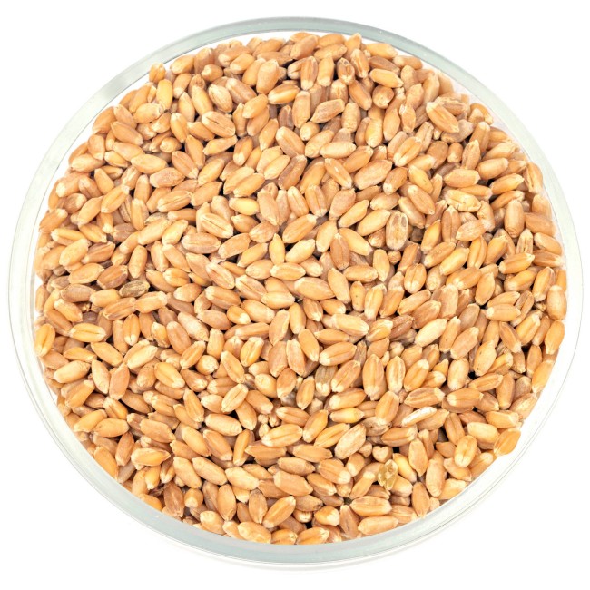 Пшеница  Пшеница